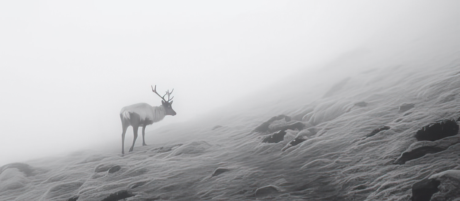 Dreams in Black & White